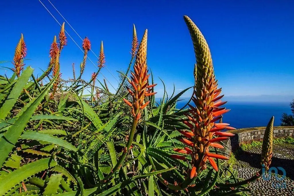 Apartment With Ocean View And Parking Funchal  Funchal (Madeira)